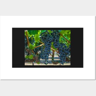 Grapes 2 Posters and Art